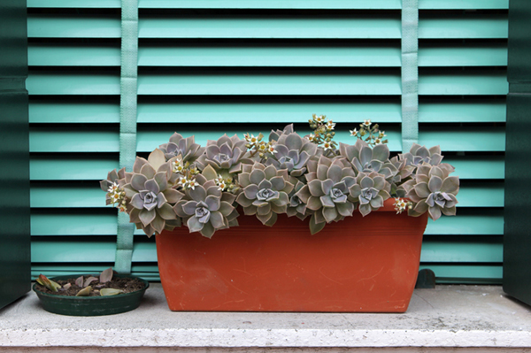 Sempervivum or houseleek flowers on a background of turquoise shutters